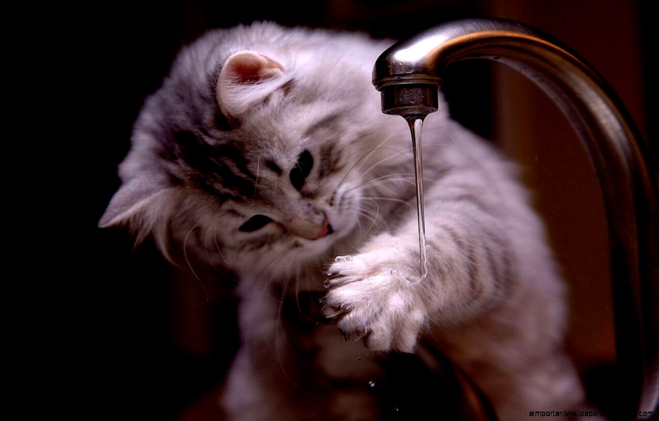 Cat Playing Water wallpaper by lovewall Cat Playing Water wallpaper by lovewall