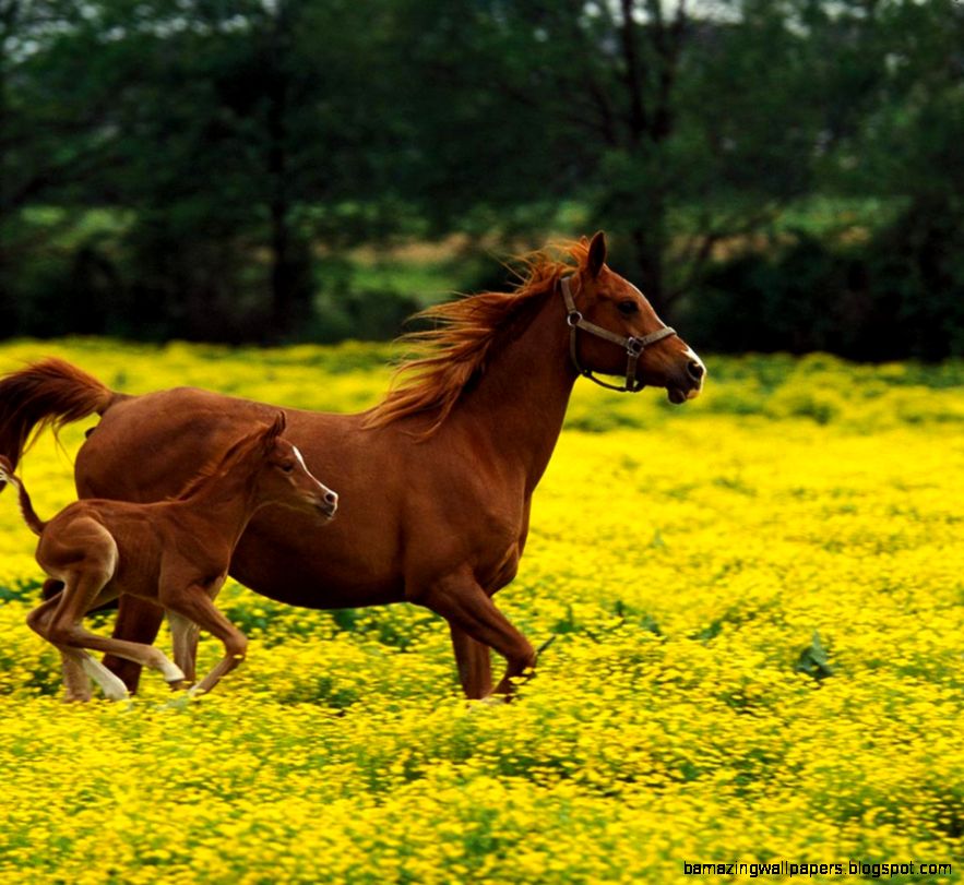 Horses Flikie Wallpapers Horses Flikie Wallpapers