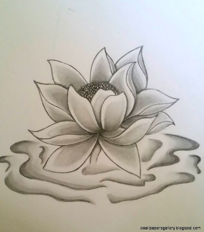 Lotus Flower Pencil Art Related Keywords Suggestions Lotus Lotus Flower Pencil Art Related Keywords Suggestions Lotus