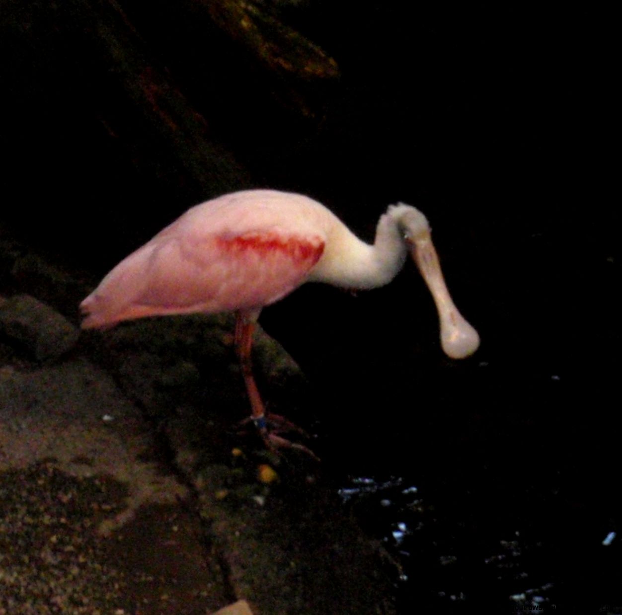 About Ibis and Spoonbill Ibis and Spoonbill About Ibis and Spoonbill Ibis and Spoonbill