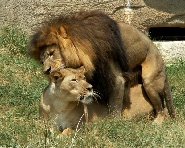 two lions mating