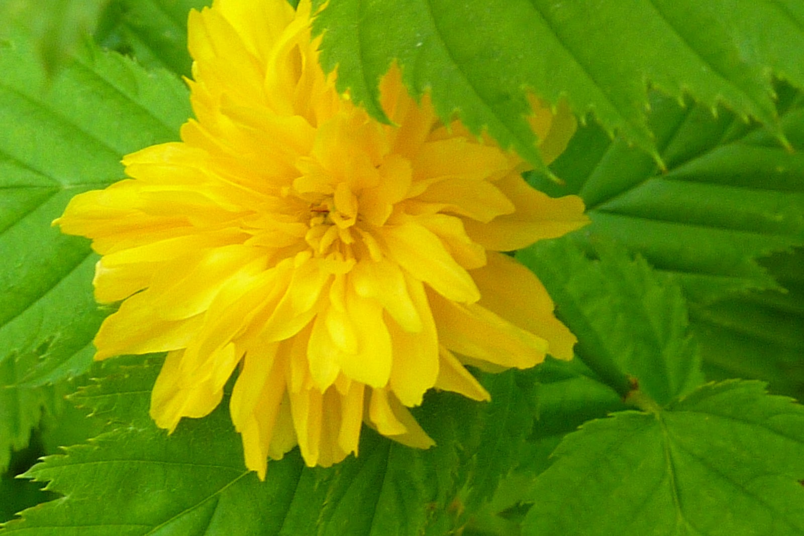 Kerria Japanese Thornless Rose Or Yellow Rose Of Texas