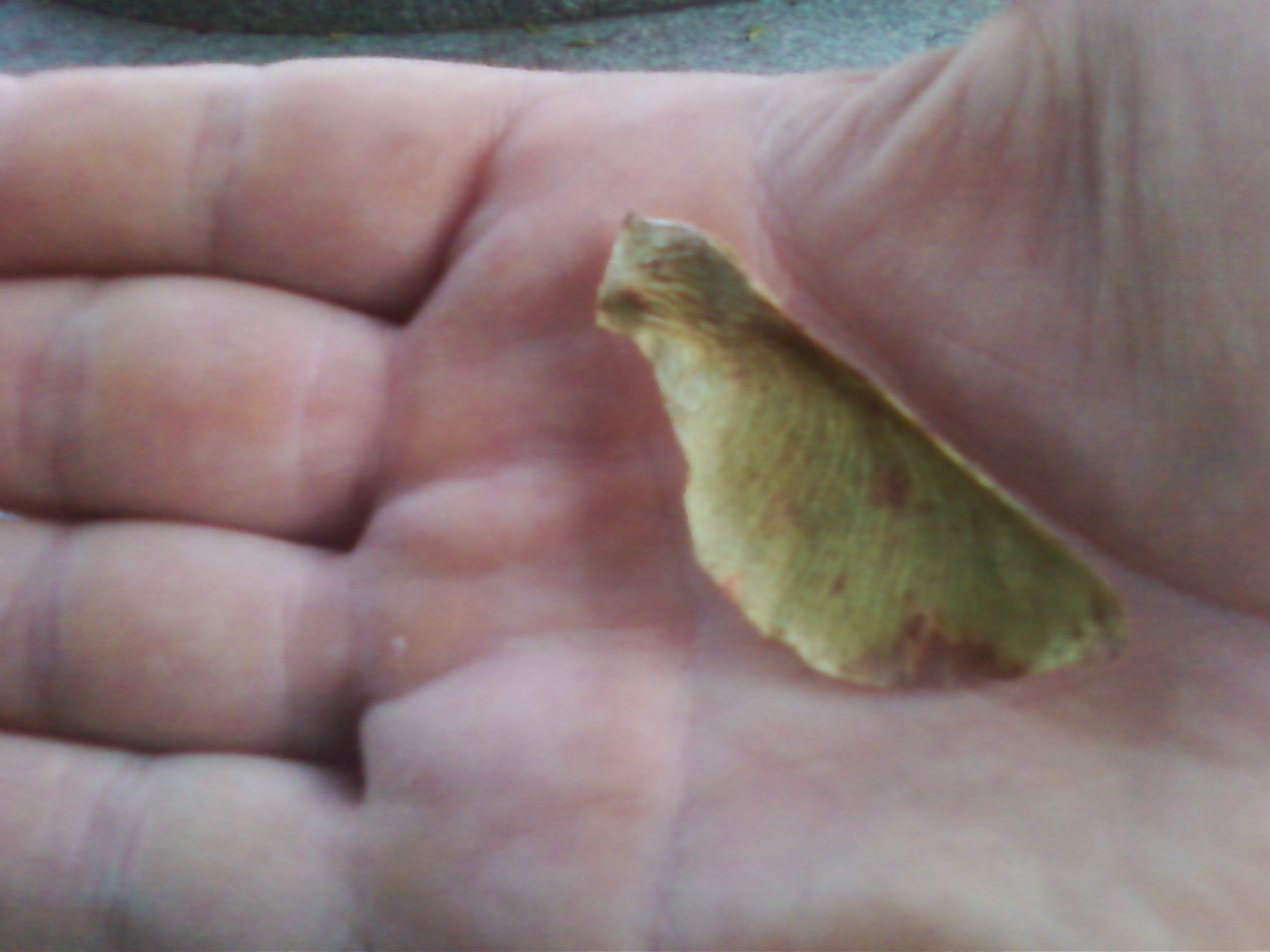 domestidad The "Propeller Seed"