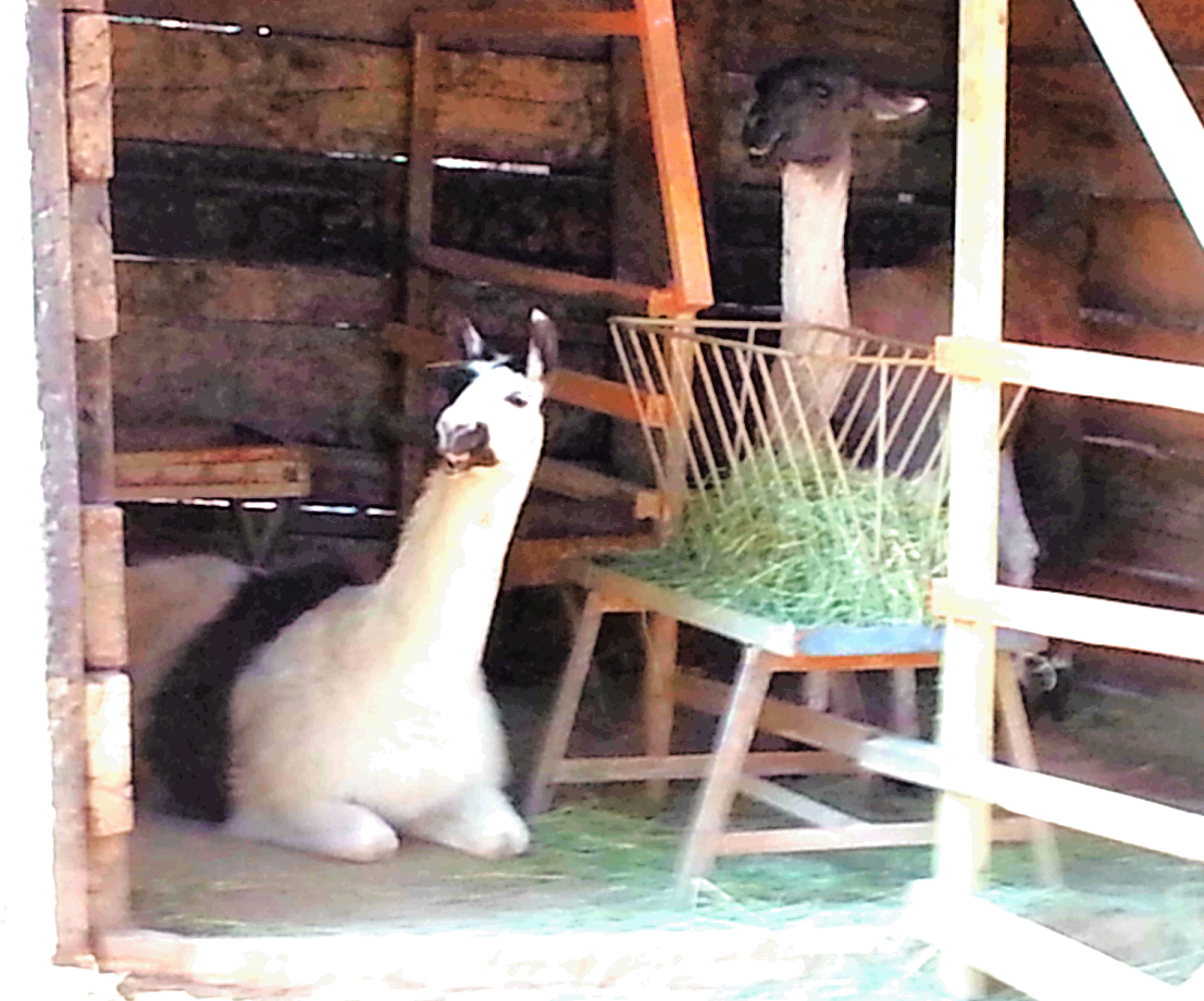 Antalya Zoo And Nature Park Antalya Zoo And Nature Park