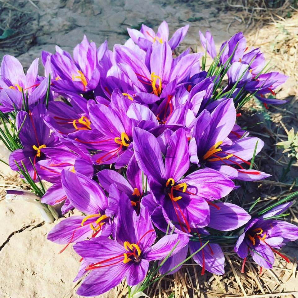 The saffron flowers bloom for a period of 20 days, and peak for 23