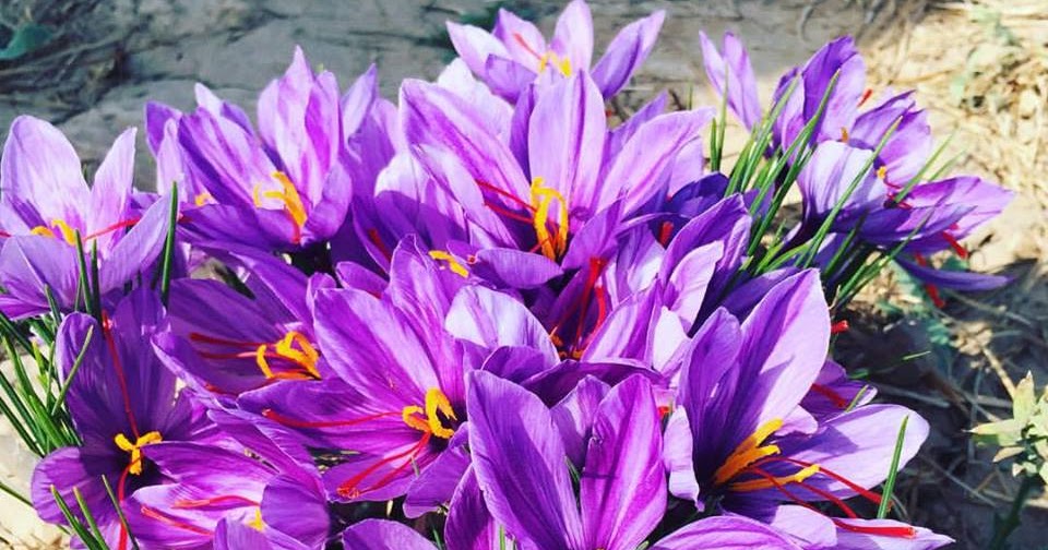 The saffron flowers bloom for a period of 20 days, and peak for 23