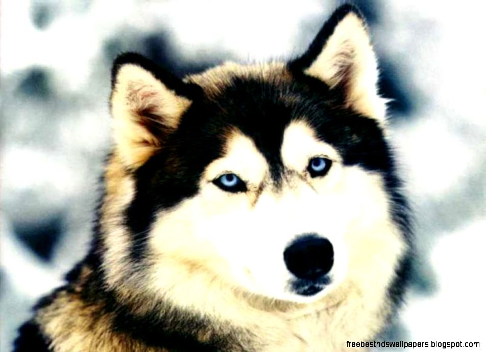 Siberian Husky Dog Siberian Husky Dog