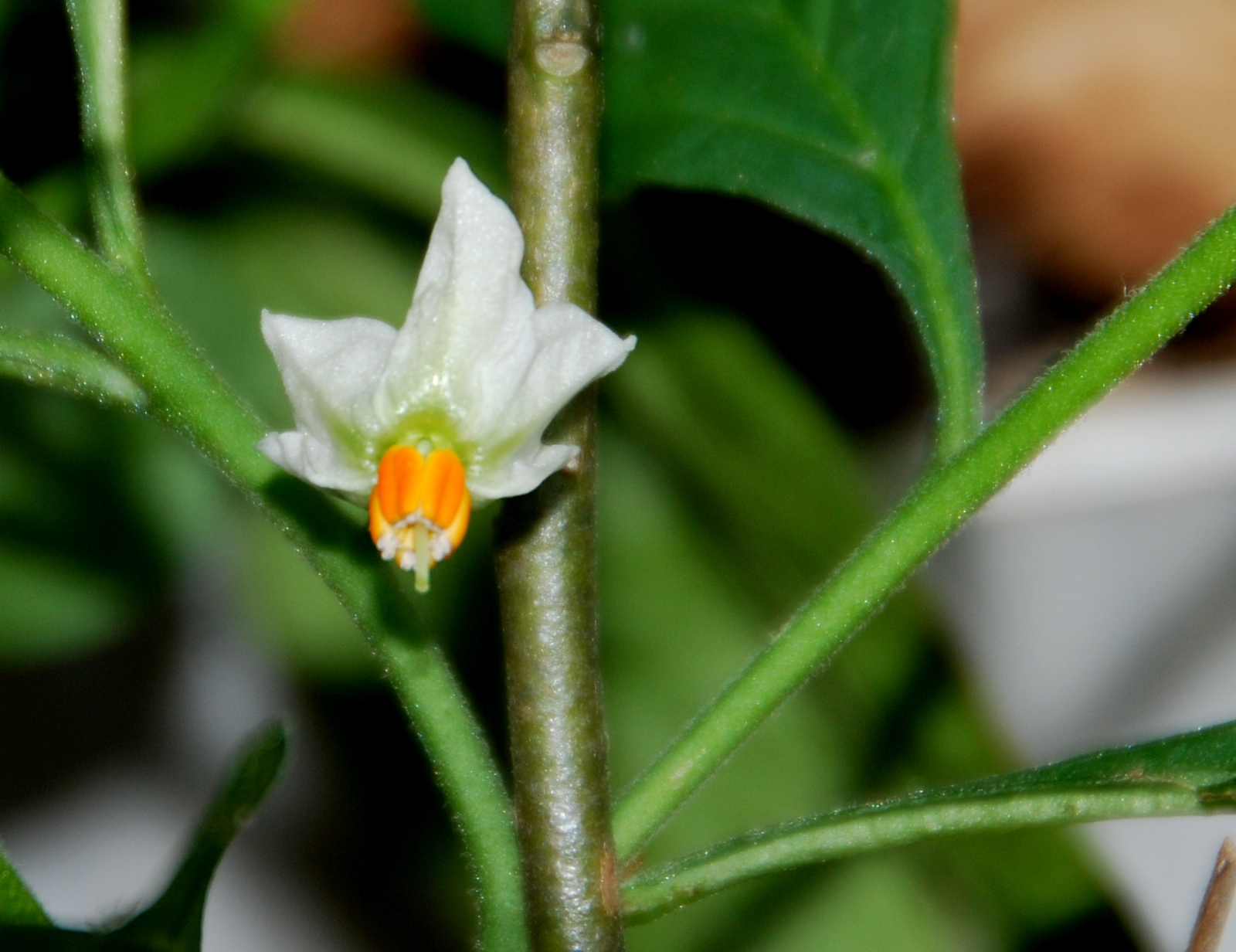 拈花惹草集 玉珊瑚 Jerusalem Cherry
