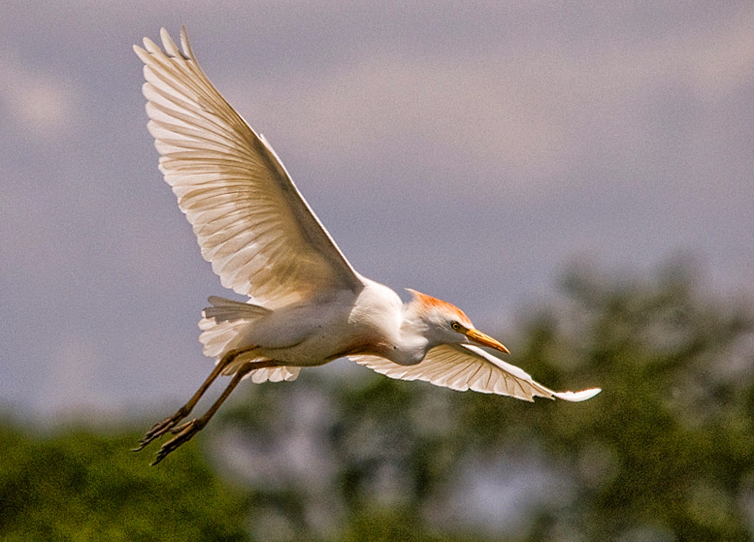 Amezing Cattle Egret Flying Wallpaper - FREE ALL HD WALLPAPERS DOWNLOAD