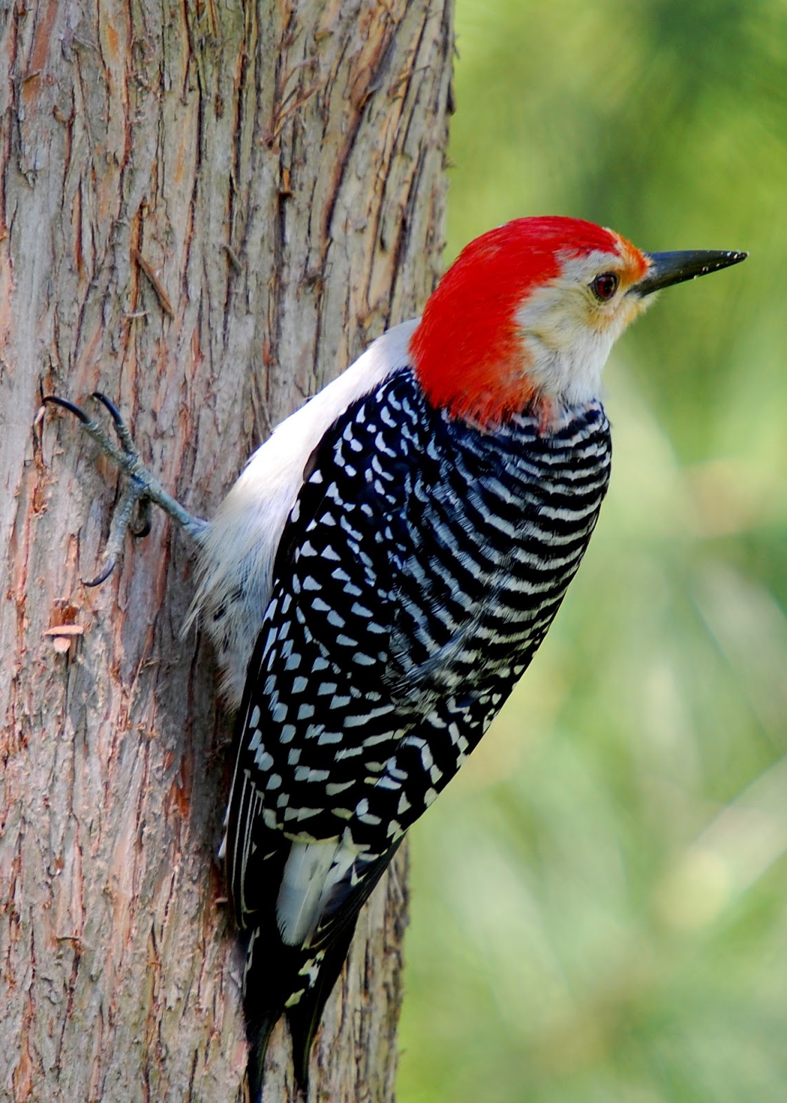 Woodpecker