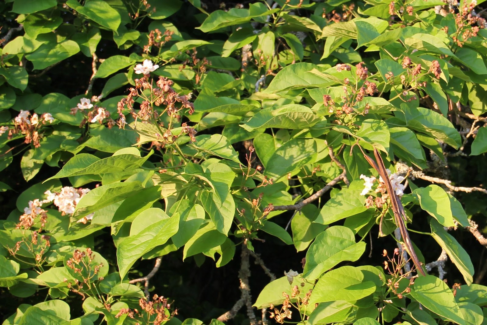 Hoot Owl Karma Catawba Worms