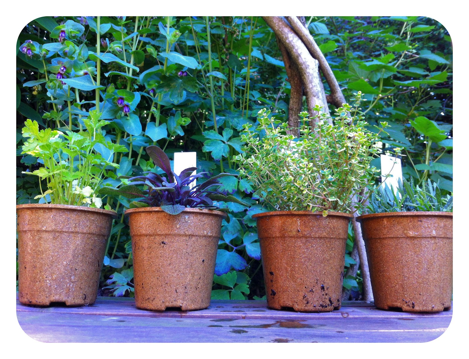 Bell and Star How To Make A Tabletop Herb Garden