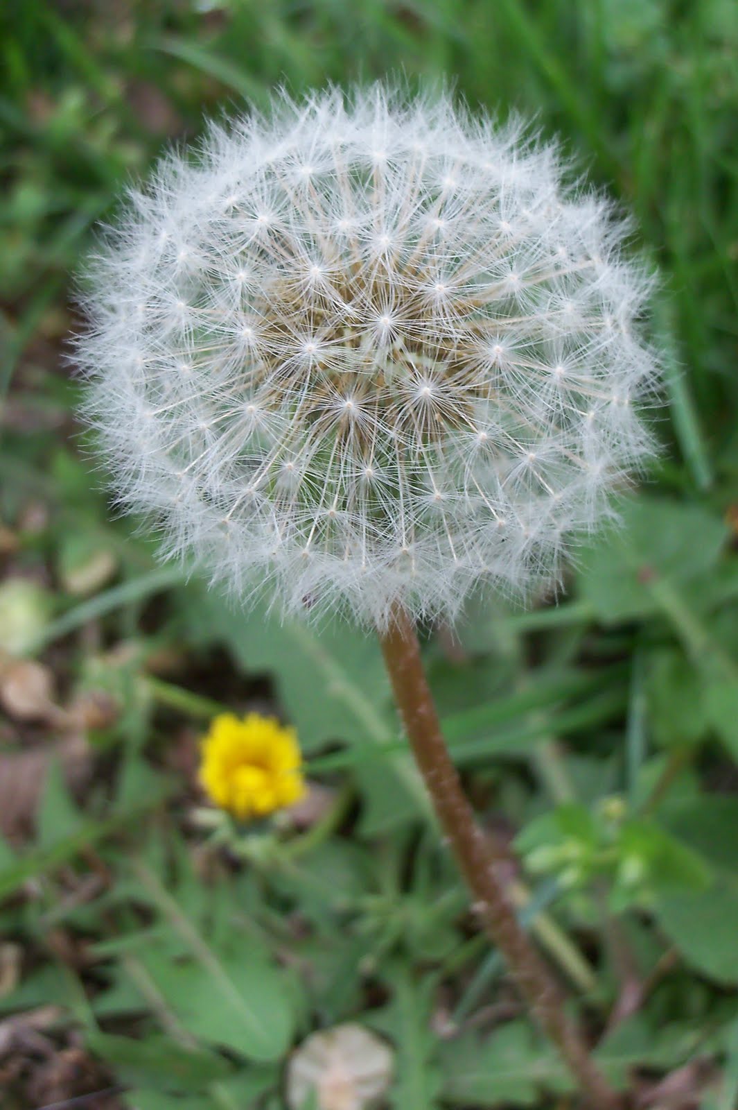 Kim's County Line Ode to a Dandelion