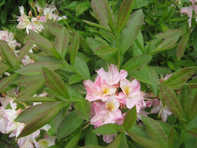 Future Plants By Randy Stewart Azalea Deciduous Hybrids