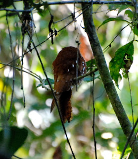 Rufous Potoo, Nyctibius bracteatus, Sani Lodge, Ecuador