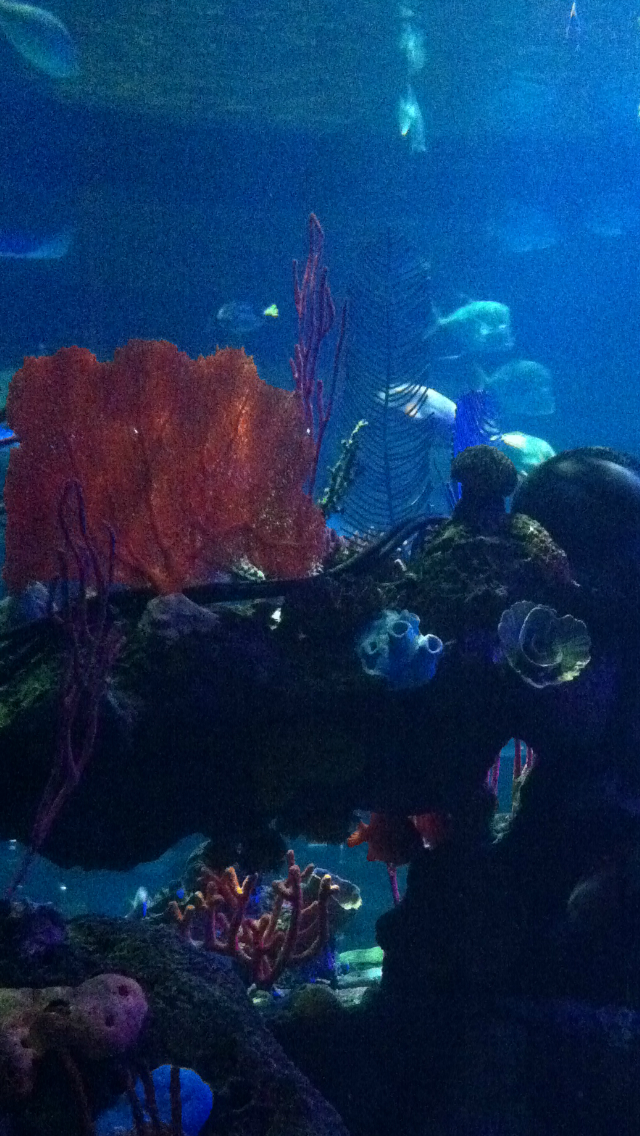 Buzz's blog iPhone Wallpaper Aquarium