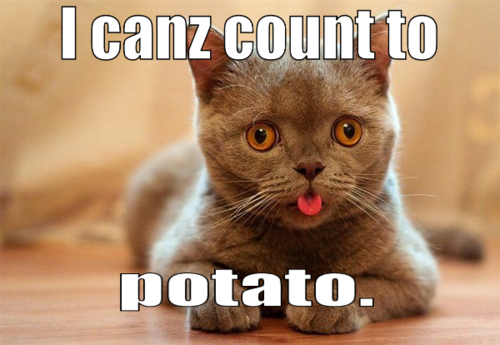 Image result for animals that can count