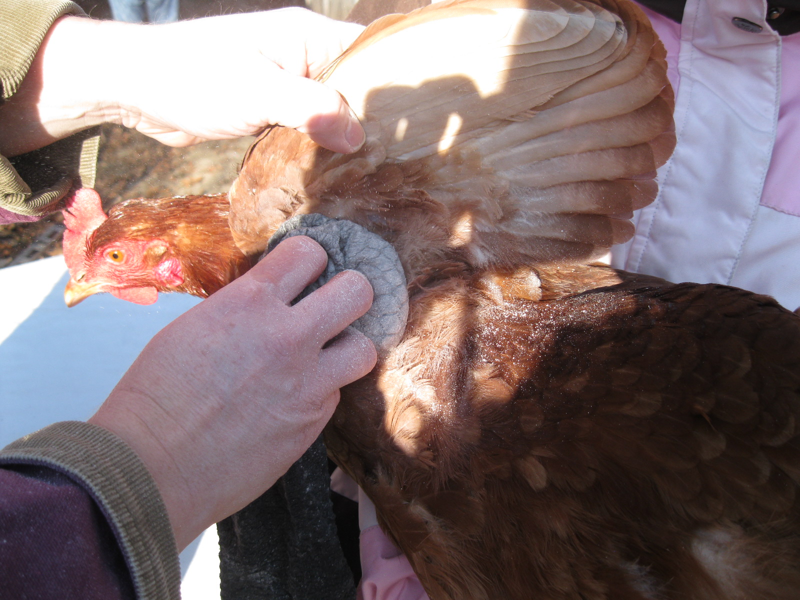 Dusting Chickens for Mites Taking Care of Business Community Chickens