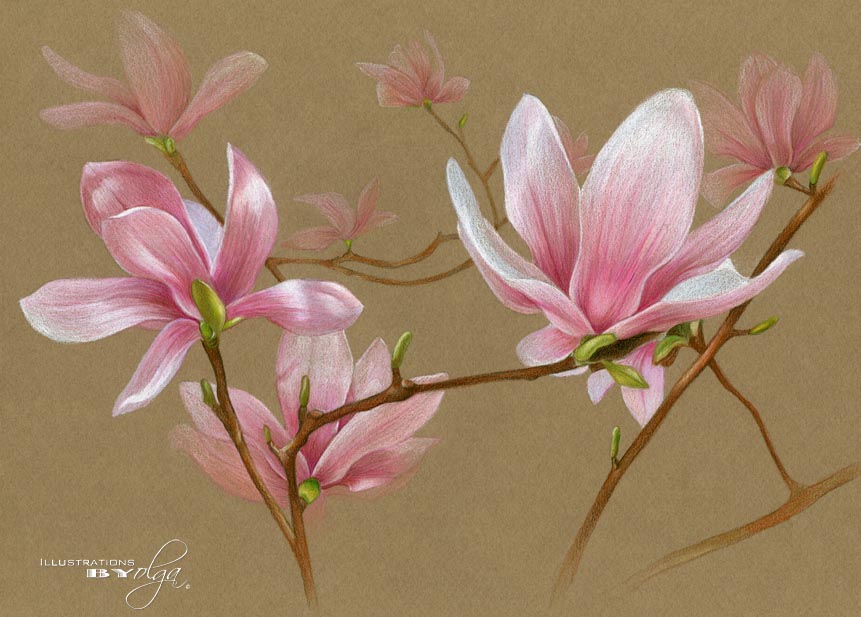 Saucer Magnolia Flowers saucer magnolia tree flowers. Saucer Magnolia Flowers
