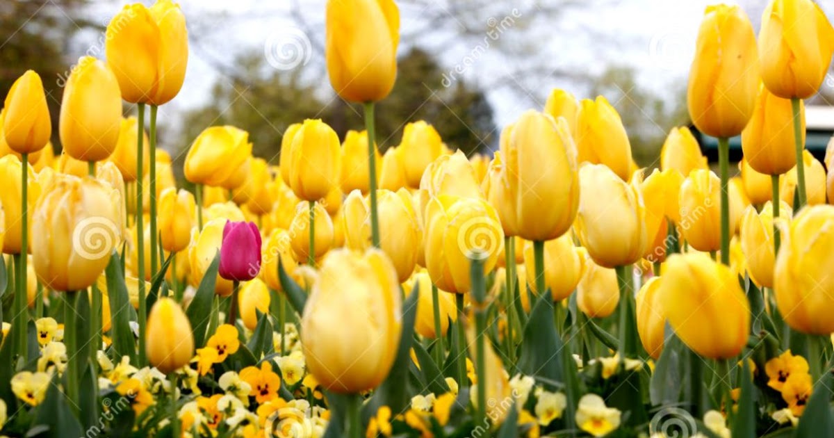 Purple And Yellow Tulips | Wallpapers Gallery