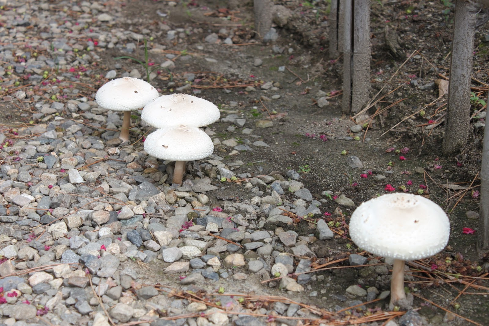 杉浦醫院四方山話 杉浦醫院四方山話 439 ウエルカム キノコ