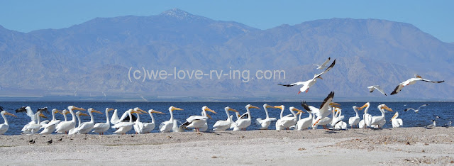 Most of the pelicans are watching the flying ones at the end of the line.