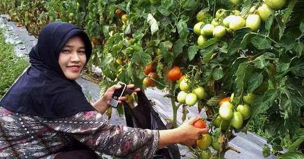 pemanenan tomat organik
