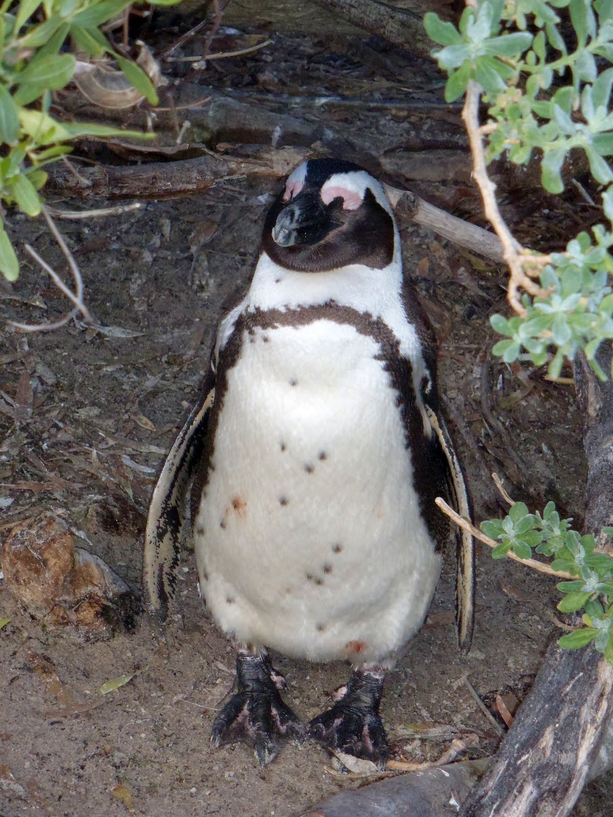 Around the world in 75 days!: Jackass Penguins - Boulders Beach, Simonstown