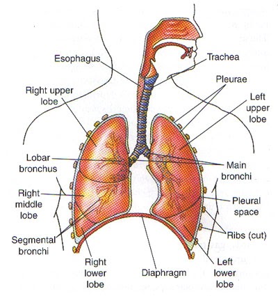 HARMONI ORGAN PERNAPASAN MANUSIA