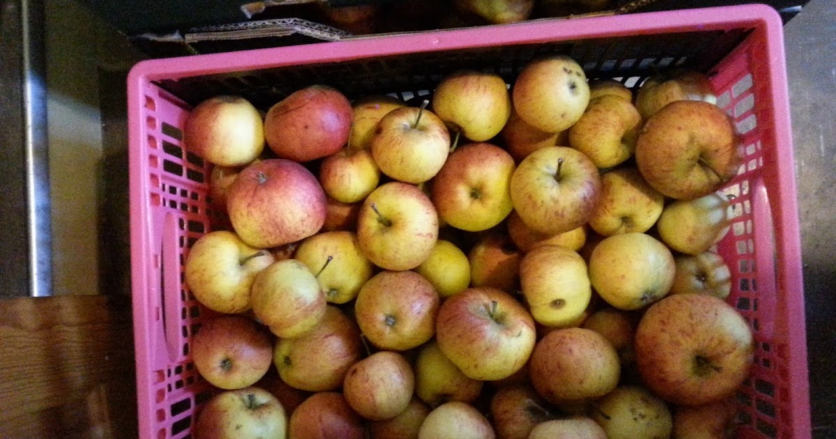 The Compost Bin Apples!