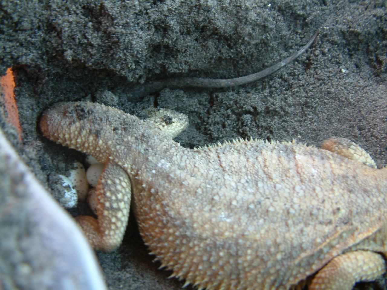 bearded-dragon-eggs-incubator