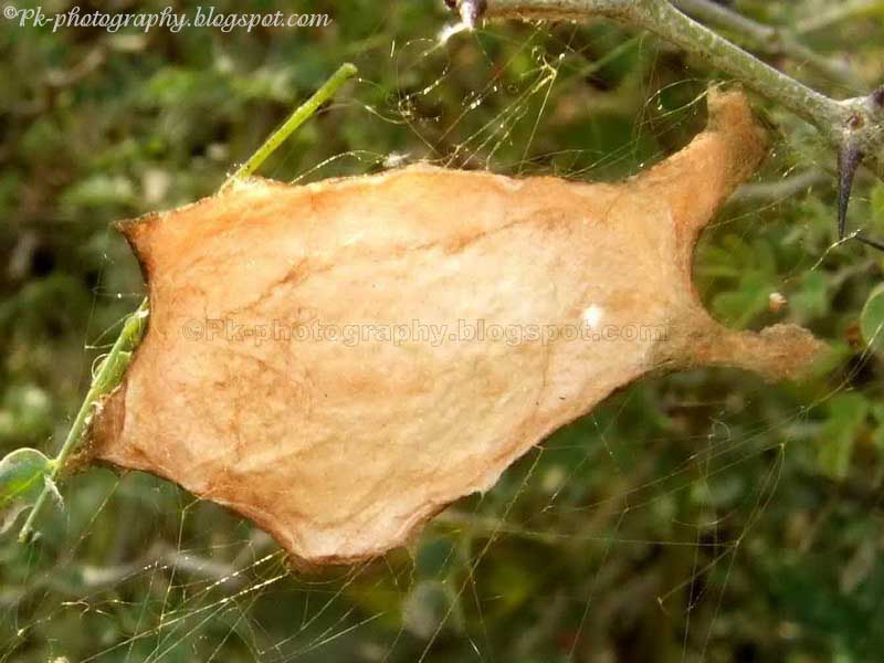 Spider Egg Sacks Nature, Cultural, and Travel Photography Blog