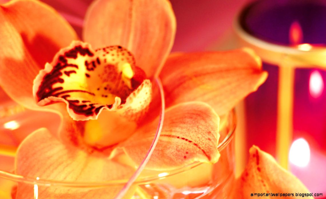 Orange Flowers Art for Garnies 2745 Flowers Wallpapers Wallmot Orange Flowers Art for Garnies 2745 Flowers Wallpapers Wallmot