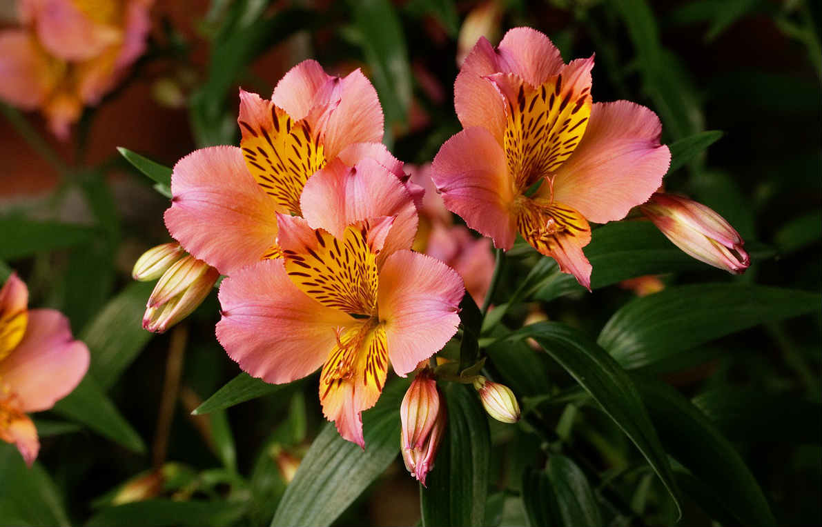 Flowering Petals Alstroemeria
