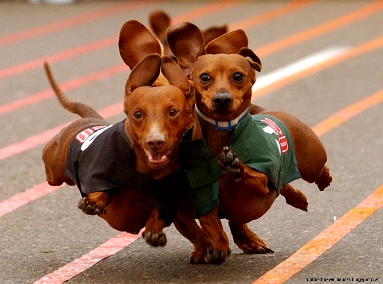 Wiener Dog Race Wiener Dog Race
