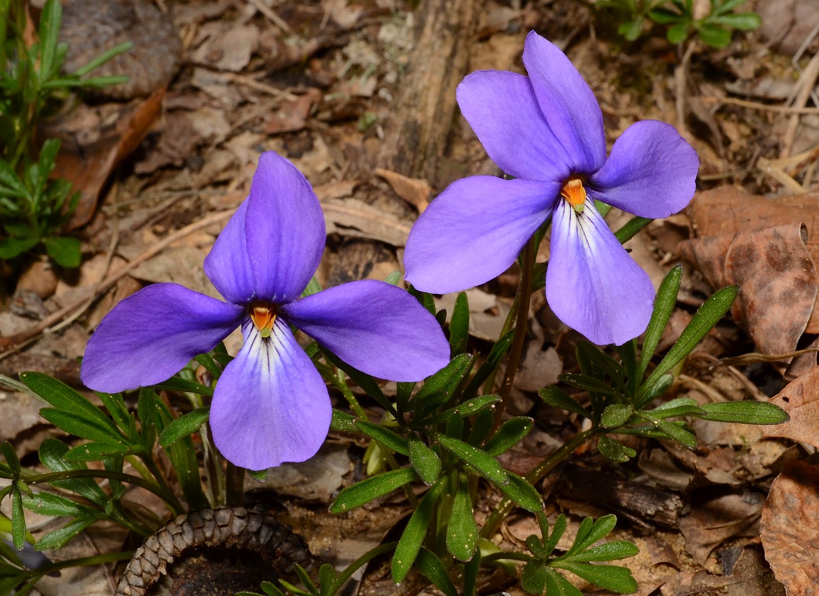 birdfoot violet