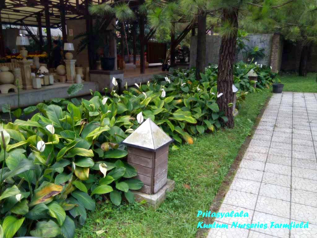 P r i t a s y a l a la: Review: Kuntum Nurseries Farmfield