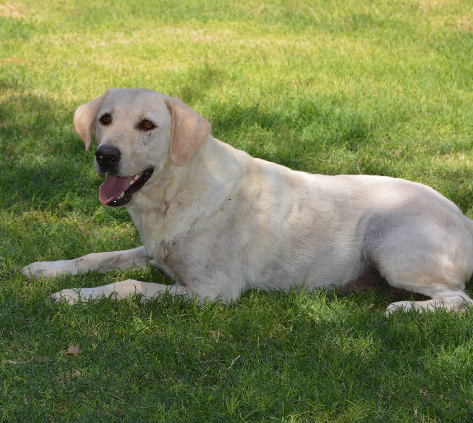 List 102+ Wallpaper Full Grown Monthly Labrador Growth Pictures Sharp