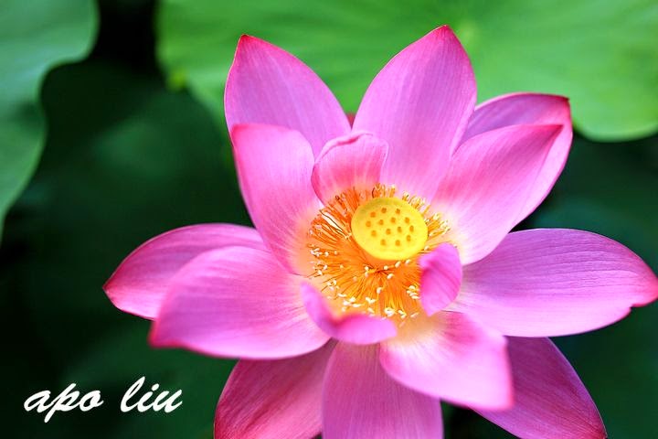 中興新村賞荷花 中興新村賞荷花