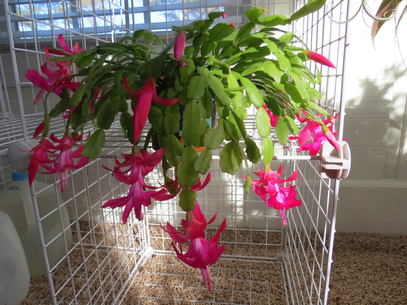 My Favorite Plant This Week Schlumbergera X Buckleyi