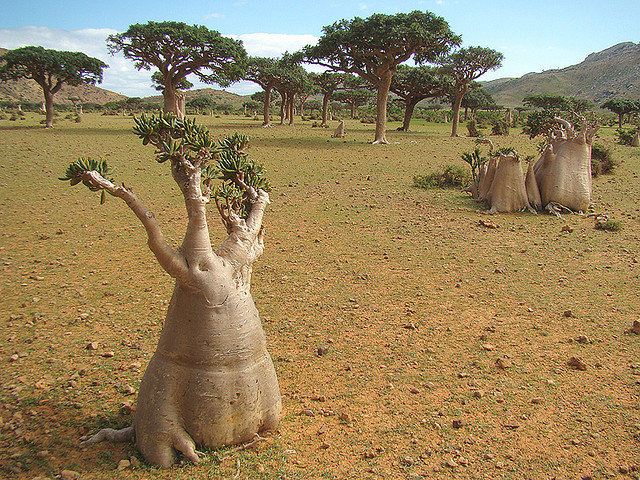 Socotra Island. La isla de la Felicidad. | Doctor Ojiplático