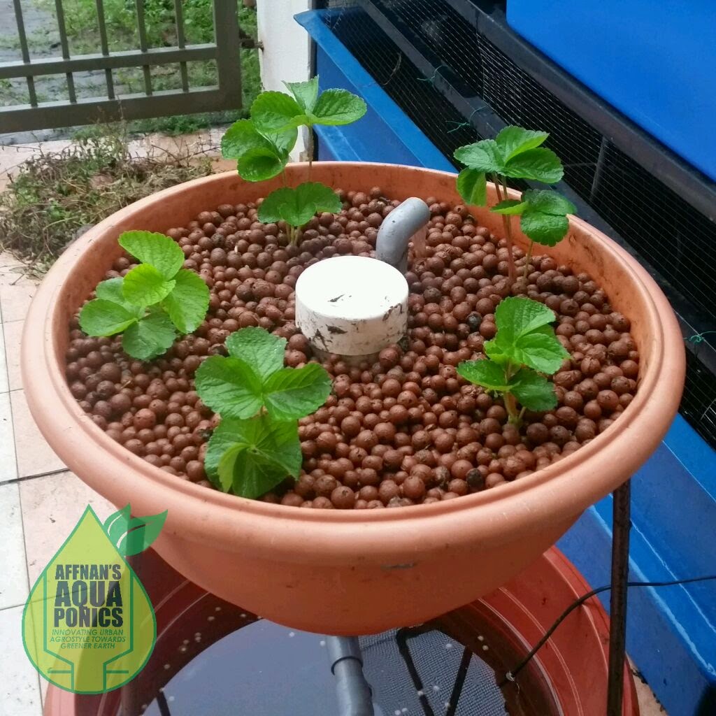 Affnan's Aquaponics Strawberry Going Ornamental