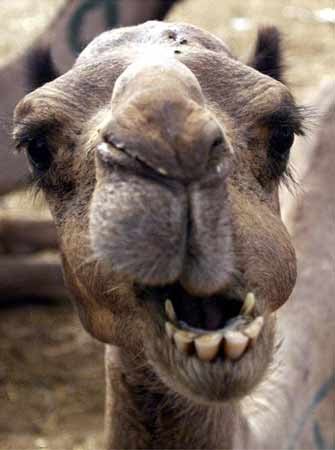 curiosidades-delmundo-animales-camello.jpg