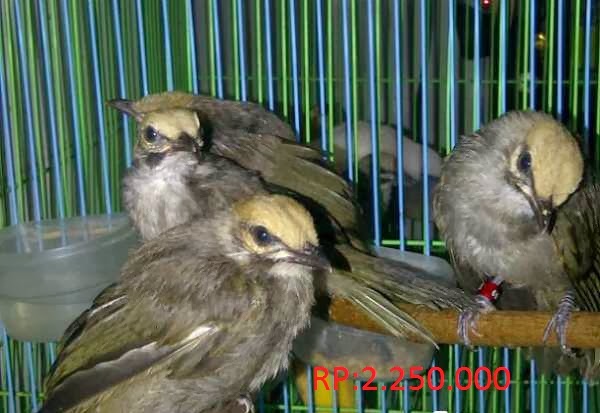 Cucakrawa Rowo Cucakrowo