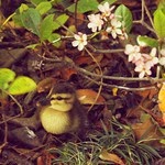 Baby Duck Chilling