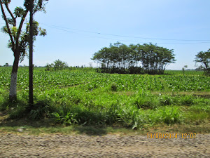 "Tobacco plantations" on the long journey to Paltuding.