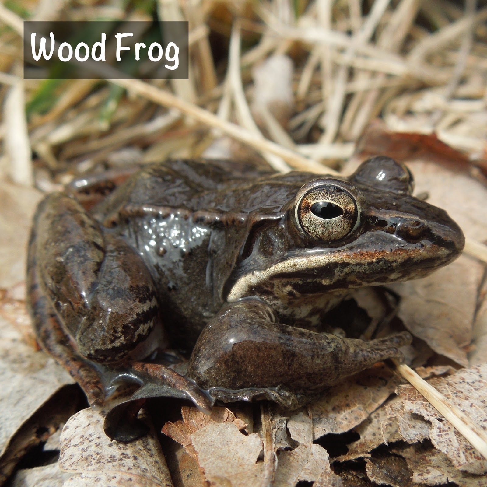 Illinois Natural History Survey Flirty Spring Frogs