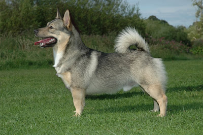 Swedish Vallhund Dog Breed Pictures