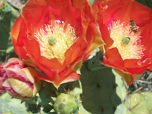 Bee in blooms