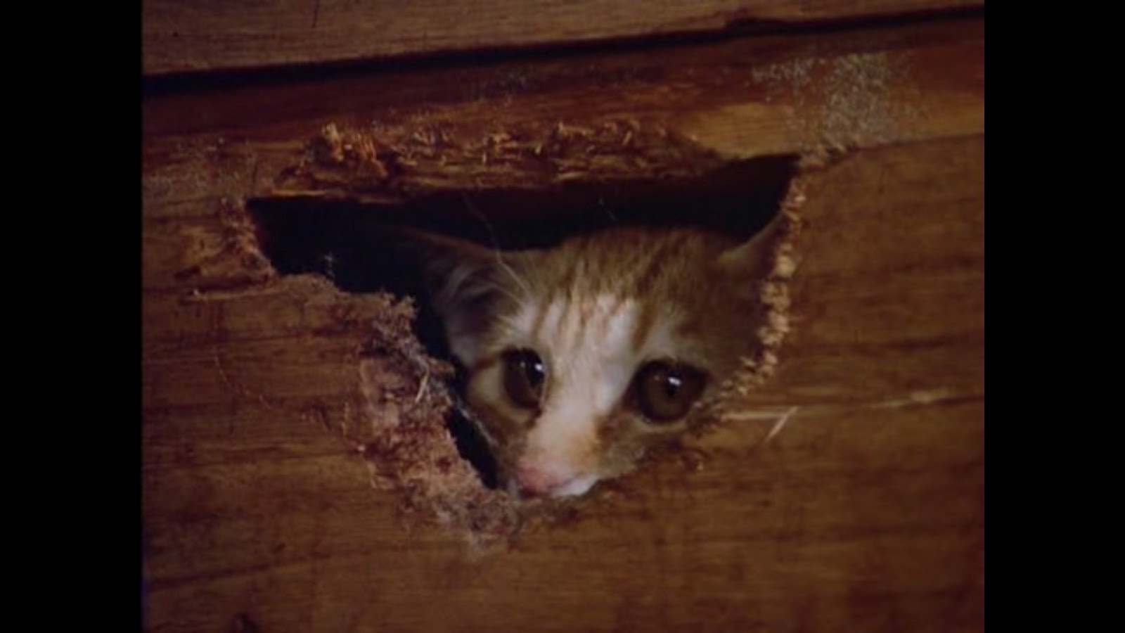 The Dirty Reviewer The Adventures of Milo and Otis (1986)